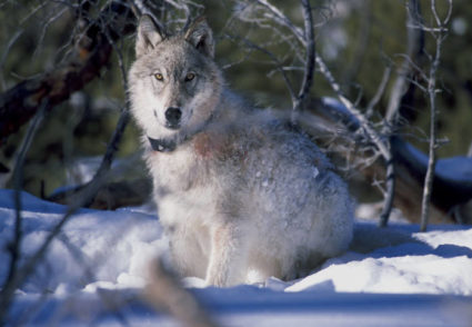 Wildlife officials say the gray wolf population has made a significant recovery in recent years. Photo by William Campbell/USFWS
