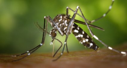 This Aedes albopictus mosquito could carry diseases like dengue and chikungunya. As temperatures change around the globe, the distribution of this species and its viruses will put large swaths of the planet at risk. Photo by James Gathany/Centers for Disease Control and Prevention
