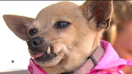 For these homeless individuals, comfort comes with a collar