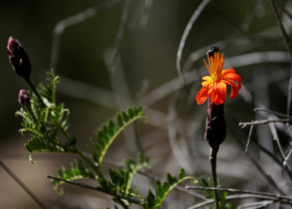 An insect on the flower is seen at the Auquisamana park on the outskirts of La Paz, Bolivia, on April 29, 2019. Photo by David Mercado/Reuters