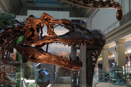 An Allosaurus skeleton is one of more than 700 specimens in the new Hall of Fossils at the National Museum of Natural History. Image by Vicky Stein