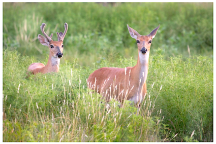 Neonicotinoids are pesticides that target insects’ nervous systems with lethal efficiency but are thought to be less toxic to vertebrates. But elevated levels of neonicotinoids in deer appear to be associated with birth defects. Photo by Larry Smith/via Flickr/CC BY 2.0