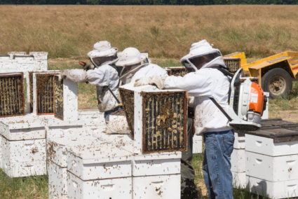 Beekeepers treat honeybee hives to keep pathogens at bay. Photo by Jamie Hooper/via Adobe Stock