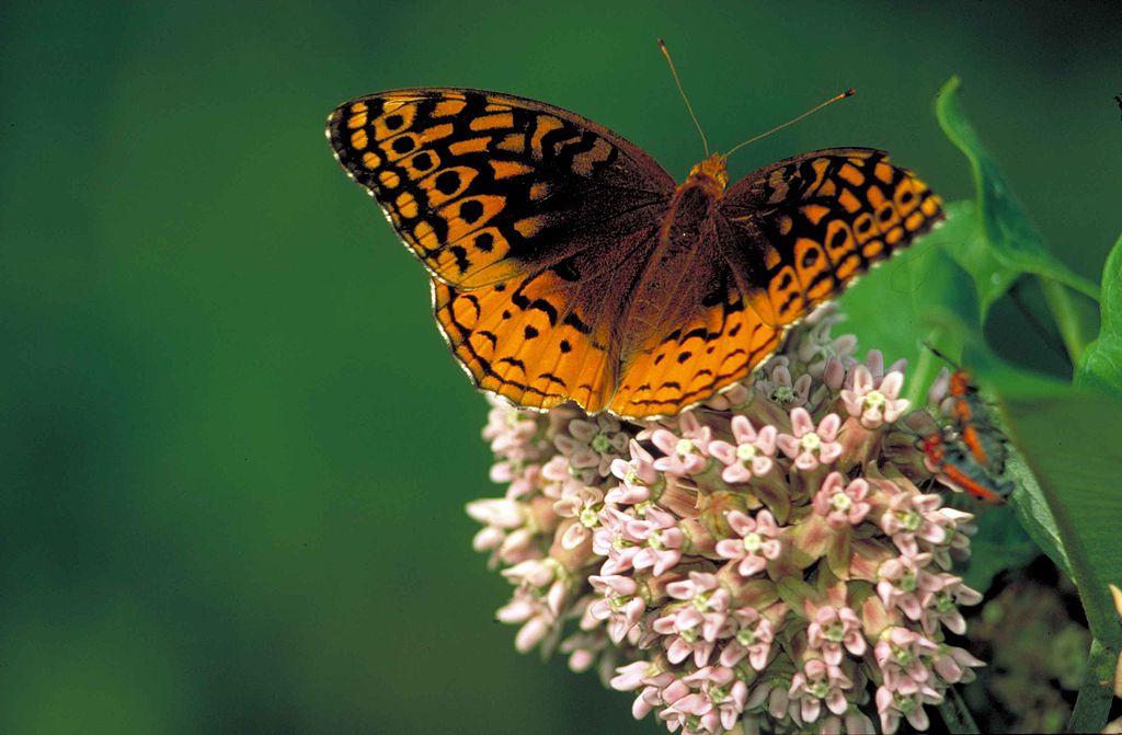 Butterflies are disappearing in Ohio. Here’s what that means for