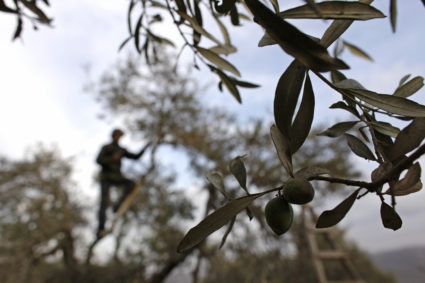 Food writer Yasmin Khan's latest release, "Zaitoun: Recipes from the Palestinian Kitchen," catalogs 80 Palestinian recipes.