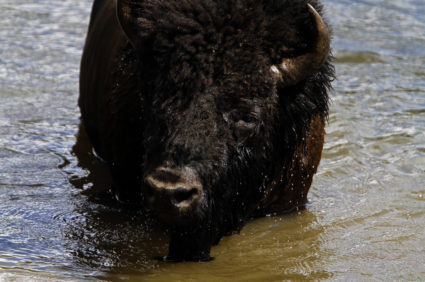 A bison emerges after swimming across the Yellowstone River in Yellowstone National Park, Wyoming, June 21, 2011. On average over 3,000 bison live in the park. Photo by: Jim Urquhart/Reuters (UNITED STATES)