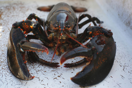 What rising temperatures in the Gulf of Maine mean for the state's lobster industry