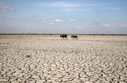 Two horses walk along dried ground at the Tisma lagoon wetland park during a drought affecting Tisma town, Nicaragua, April 20,2016. Photo by Oswaldo Rivas/Reuters