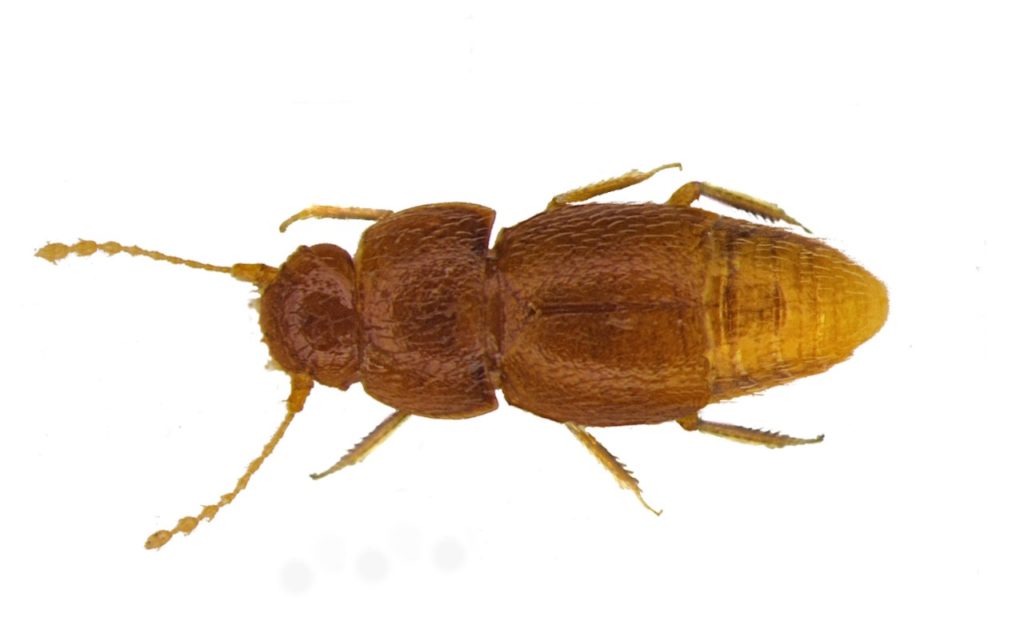 The Nelloptodes gretae beetle Photo by Michael Darby/Entomologist’s Monthly Magazine ©The Trustees of the Natural History Museum