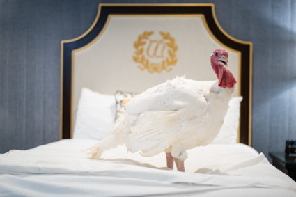 The Presidential Turkeys arrive at The Willard Hotel in Washington, D.C., Sunday, Nov. 24, 2019, ahead of Tuesday’s National Thanksgiving Turkey Pardoning Ceremony at the White House. (Official White House Photo by Andrea Hanks)