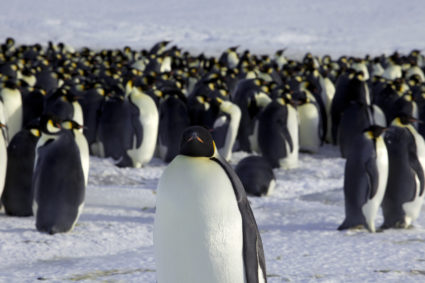 Emperor penguins are seen in Dumont d'Urville, Antarctica April 10, 2012. Photo by Martin Passingham/REUTERS