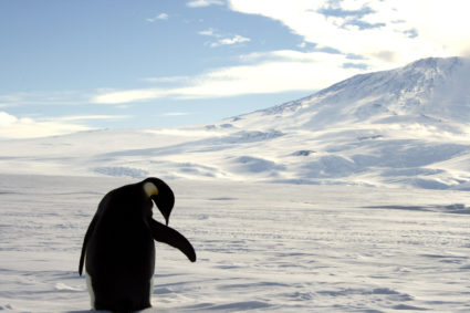A foraging Emperor penguin preens on snow-covered sea ice around the base of the active volcano Mount Erebus, near McMurdo Station, the largest U.S. Science base in Antarctica, December 9, 2006. Photo by Deborah Zabarenko/REUTERS