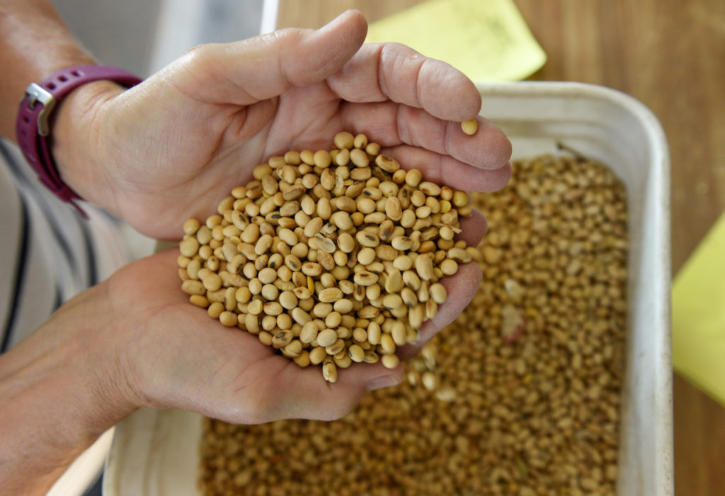 Vanessa Kummer checks the quality of their 2018 soybean crops on the family farm near Colfax, North Dakota, U.S., August 6...