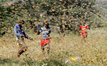 &lsquo;This is huge&rsquo;: Locust swarms in Africa are worst in decades