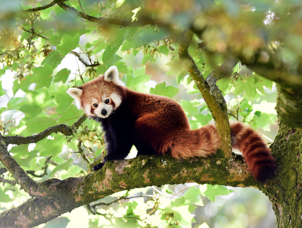 Red Panda Habitat Pictures