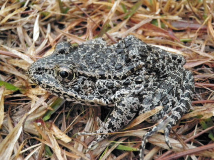 The endangered dusky gopher frog, a darkly colored, moderately sized frog with warts covering its back and dusky spots on its belly, is shown in this undated handout photo obtained by Reuters January 22, 2018. U.S. Fish and Wildlife Service/Handout via REUTERS