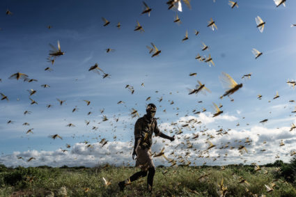 Crunch, crunch: Africa&rsquo;s locust outbreak is far from over