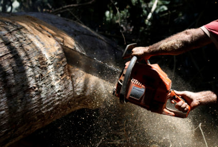 Indigenous group patrols Amazon forest to expel illegal loggers