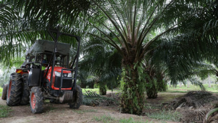 AP report: Rape, abuses in palm oil fields linked to top beauty brands