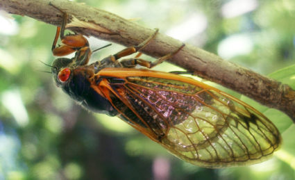How to turn cicada season 2021 into a science project