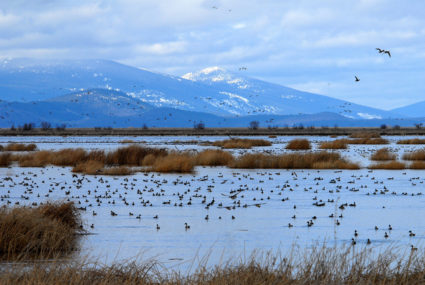 Northern pintail ducks flock to the wetlands of the Lower Klamath National Wildlife Refuge during their migrations in southern Oregon in this handout photo from the U.S. Fish and Wildlife Service taken February 25, 2009. Photo provided by REUTERS/US Fish and Wildlife Service/Handout