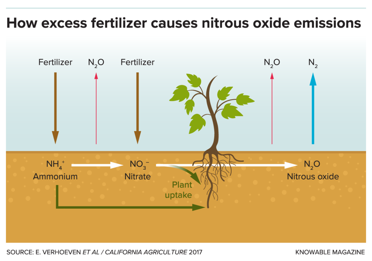 Agriculture emits a greenhouse gas.’ Scientists are looking