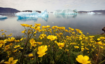 Wildflowers bloom on a hill overlooking a fjord near the south Greenland town of Narsaq