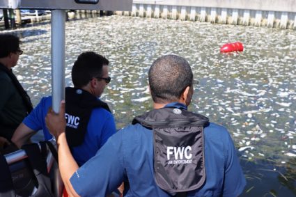 Florida Fish and Wildlife Conservation Commission officials survey dead fish in Tampa Bay killed by a red tide bloom.