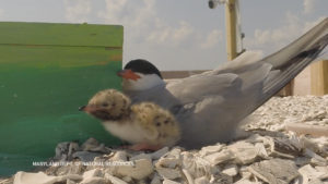 CommonTern_010