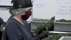 MA_Cannabis_2