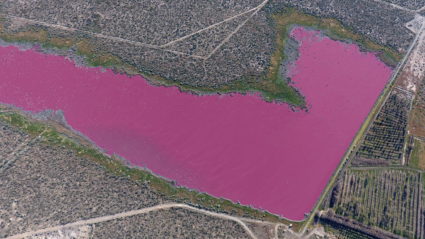 5 Stories: Why this Argentinian lagoon turned pink, a new Barbie honors COVID frontline workers and other stories you missed
