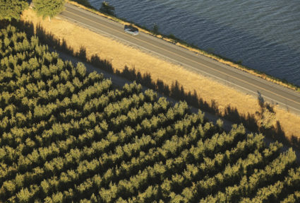A vineyard and levee road are shown in the Sacramento San Joaquin River Delta near Walnut Grove, California