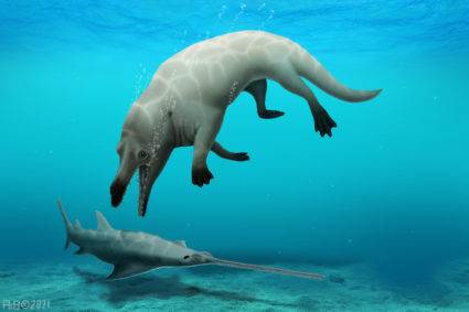 The newly discovered Phiomicetus Anubis species was a 4-legged whale that lived more than 43 million years ago.