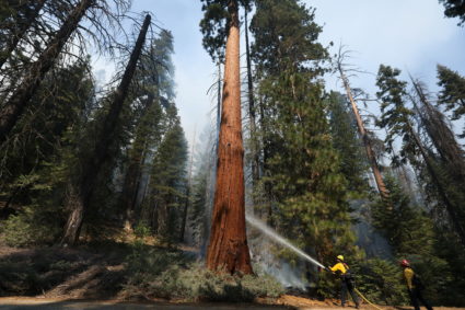 Windy Fire Threatens California Sequoias
