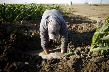 Farmworker fixes an irrigation pipe in a cornfield at the Bowles Farming Company in Los Banos