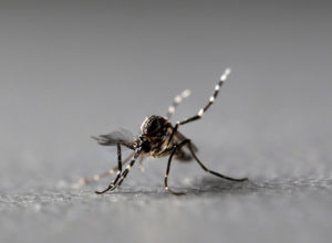 Genetically modified male Aedes aegypti mosquitoes are pictured at Oxitec factory in Piracicaba