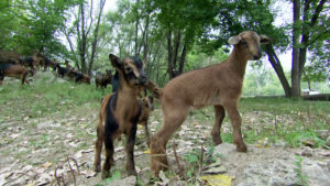 savinggoats