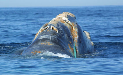 A North Atlantic right whale with green fishing line deeply embedded in its upper jaw. The resulting wound is badly infected and the whale is likely to die unless the line can be removed or falls out on its own. Photo provided by REUTERS