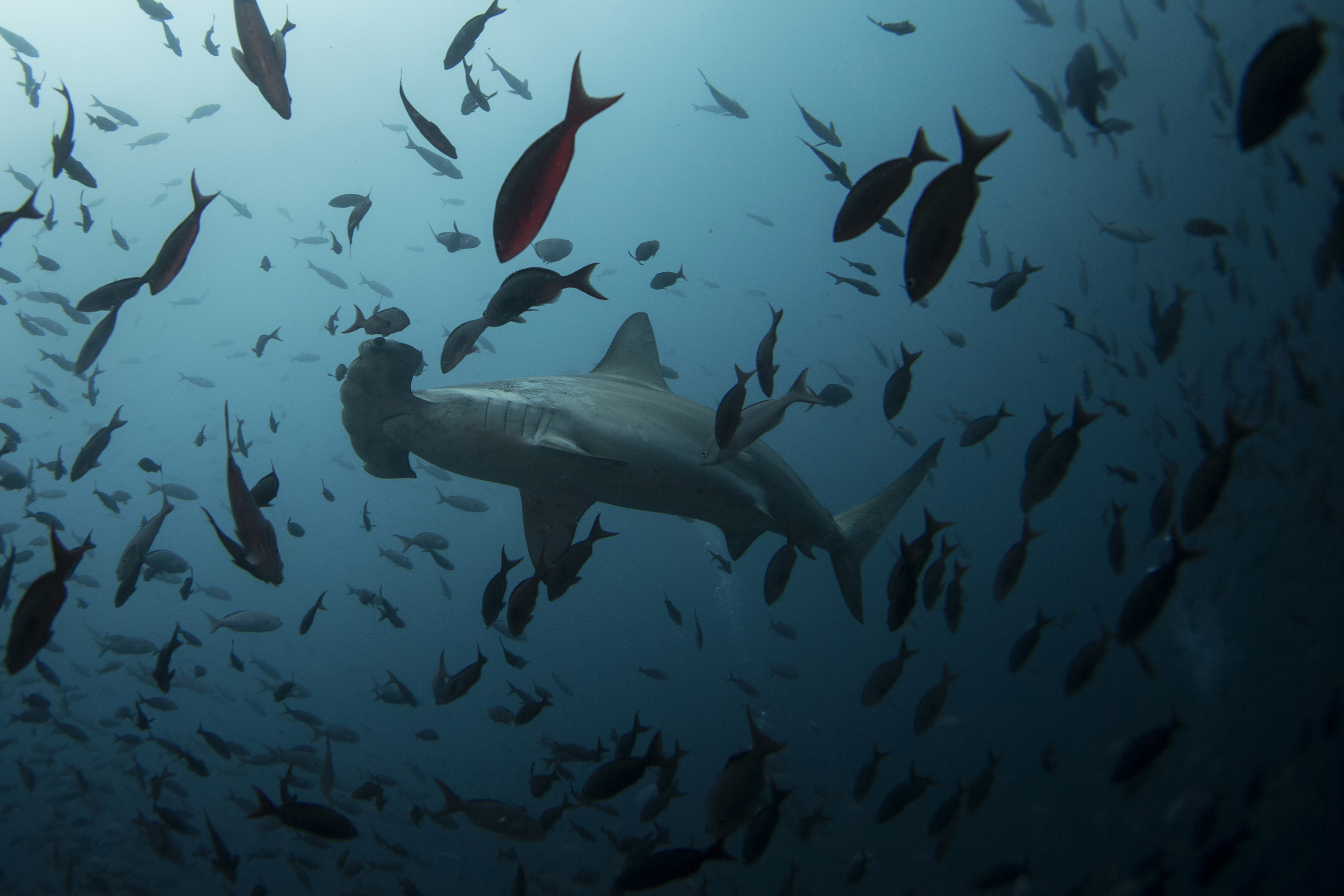 A hammerhead shark swims close to Wolf Island at Galapagos Marine Reserve