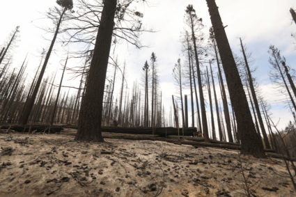 Tour of the Trail of 100 Giants in the Sequoia National Forest