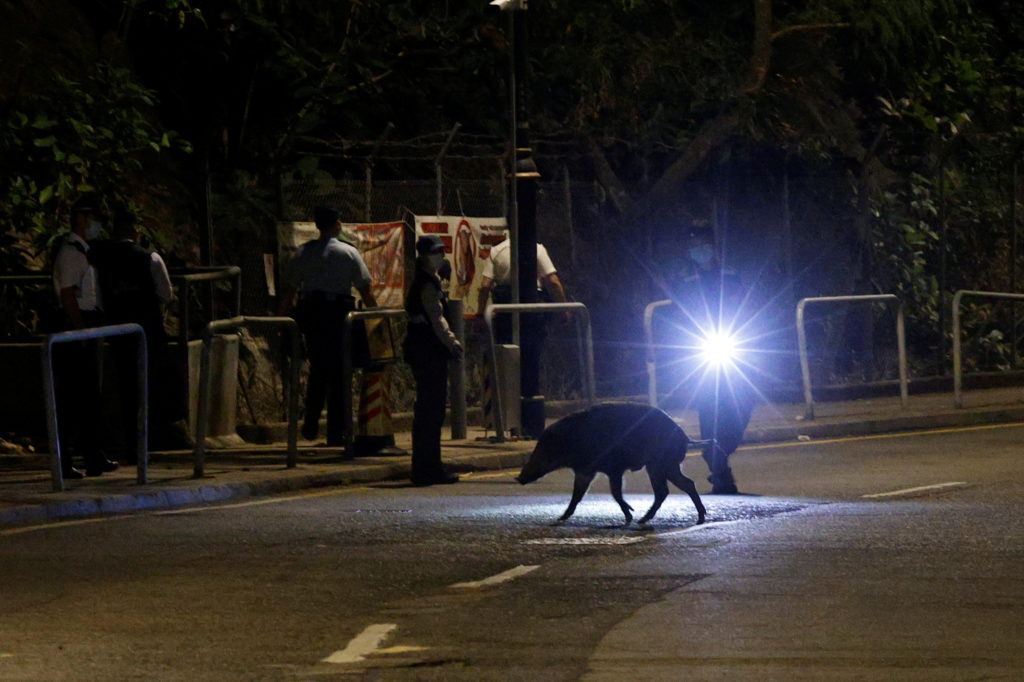 A wildlife officer uses a flashlight to point a wild boar, after the government announced they would catch and cull all wi...