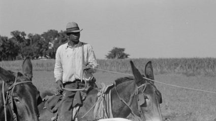 black farmers horse field frame_4078