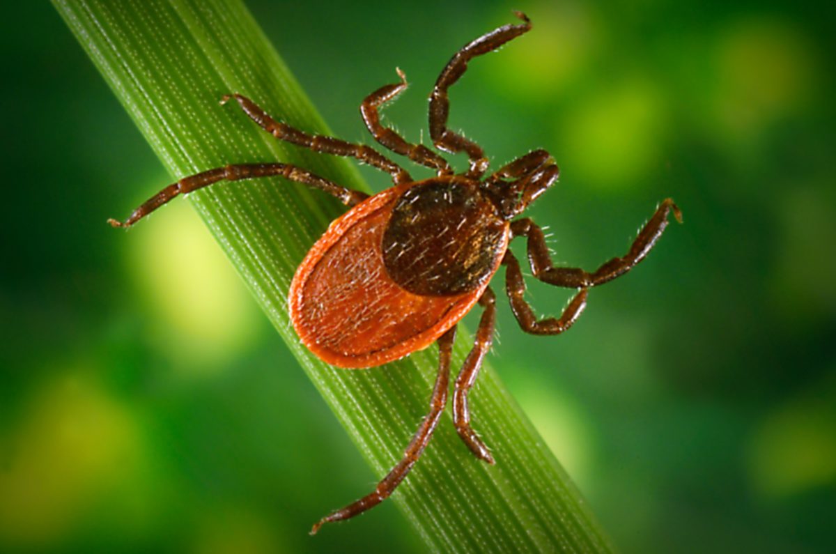 https://www.pbs.org/newshour/science/why-lyme-and-other-tick-borne-diseases-are-on-the-rise