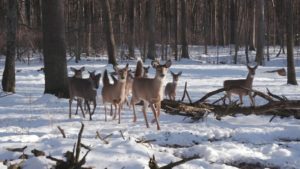 deer