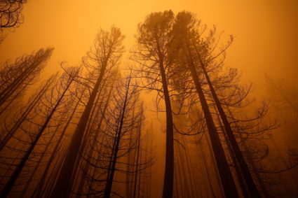 UN releases dire climate report highlighting rapid environmental degradation