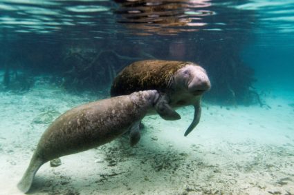 Florida&rsquo;s starving manatees fed 55 tons of lettuce after pollution killed seagrass