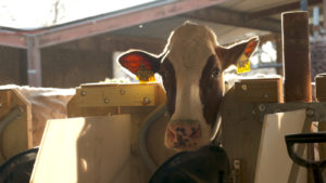 CowMethane_010