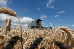 FILE PHOTO: A combine harvests wheat in a field in Kyiv region