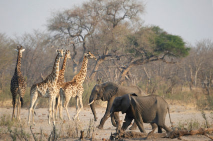 A group of elephants and giraffes walk near a watering hole inside Hwange National Park