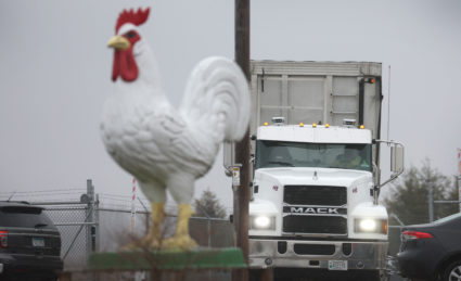 Midwest States Face Major Outbreak Of Avian Flu